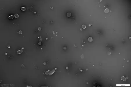 Bacteriophage Therapy Leaflet